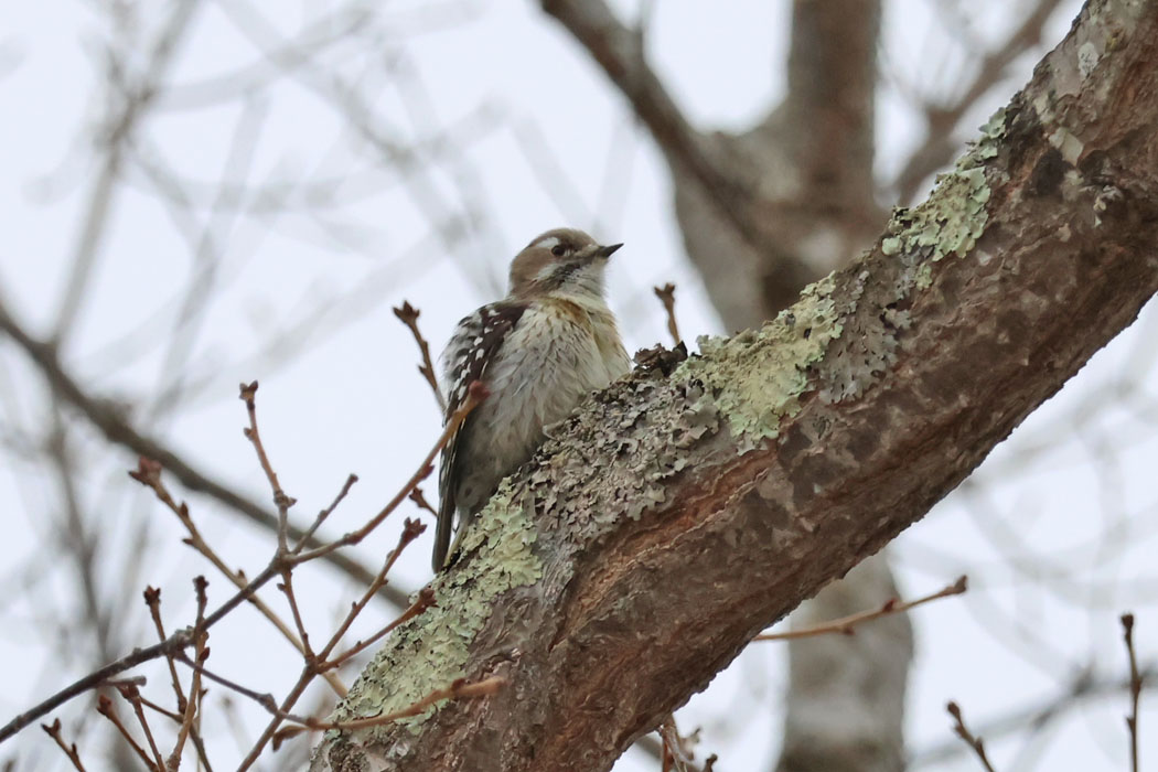 コゲラ（エゾコゲラ）もいるよ。