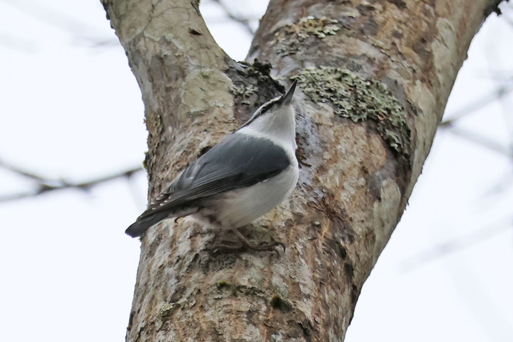 ゴジュウカラは北海道では普通種。