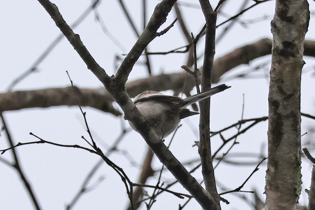 シマエナガは高い所でチョコチョコ。長い尾と腹しか見せてくれない。