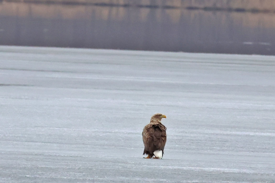 移動の途中で立ち寄ったウトナイ湖の氷上にオジロワシ。