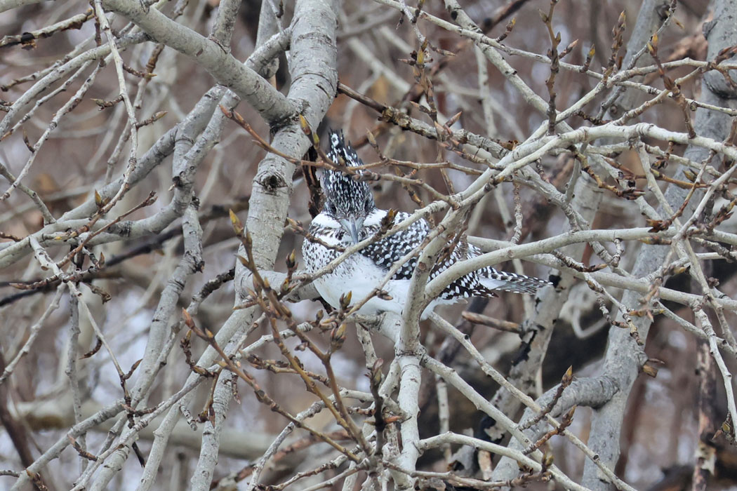 こんなに近くで見たのは初めて。こっちを見ている。