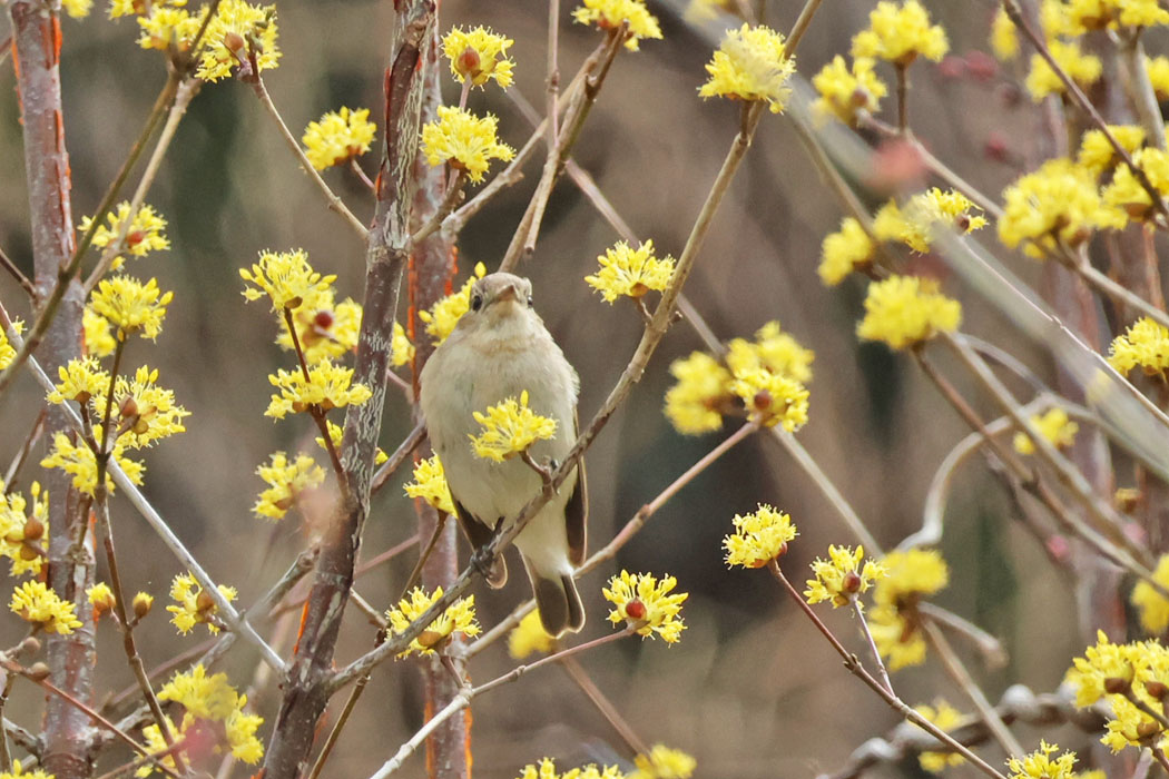 サンシュユの黄色い花の中にニシオジロビタキ。
