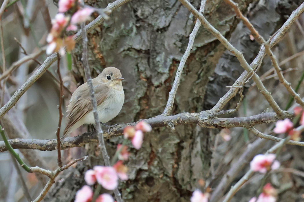 残り少ない梅の花にも来てくれた。