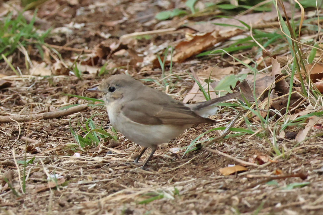 地面にも降りて、餌探し。
