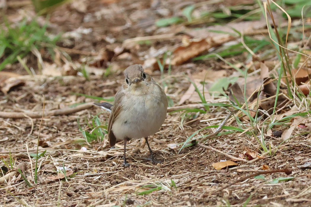こっちを見てくれた。