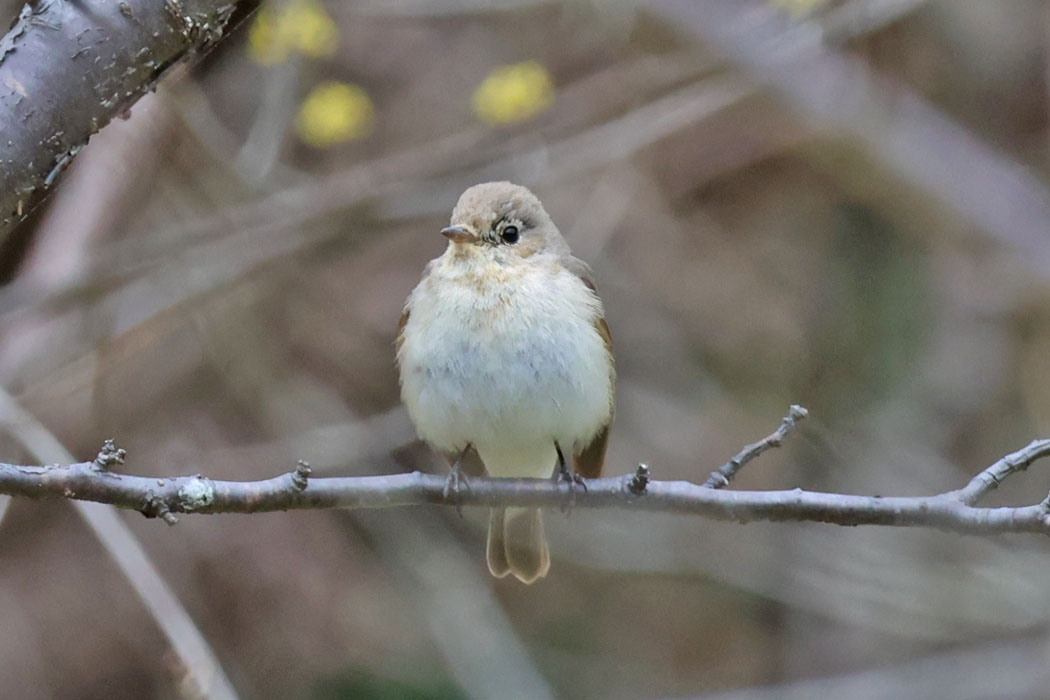 やっぱりかわいい。