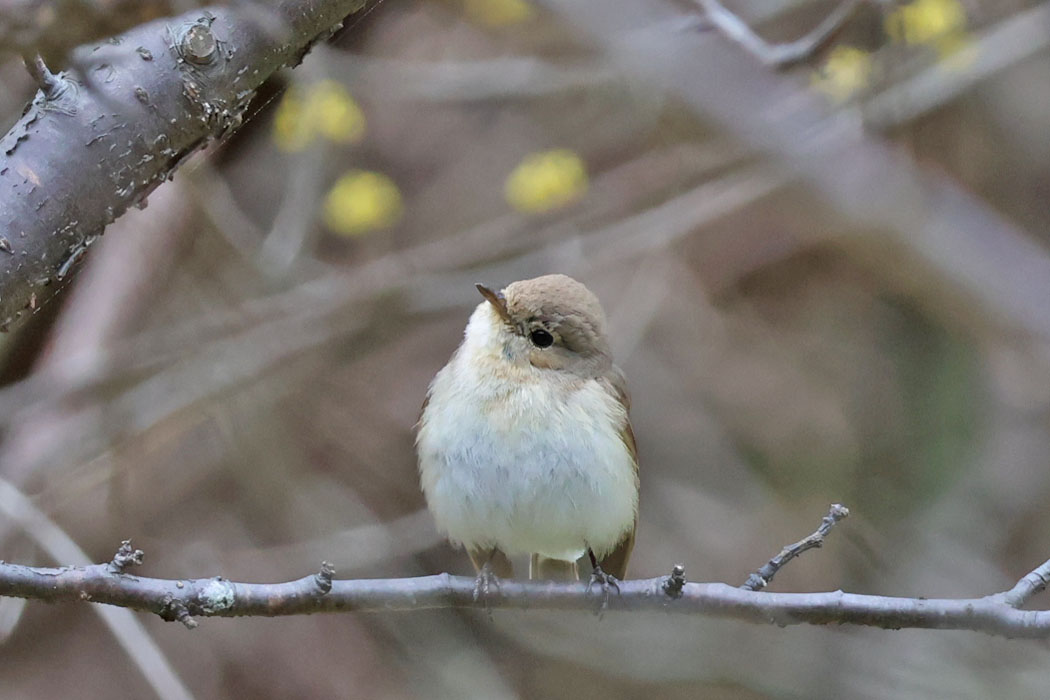 首をかしげて。