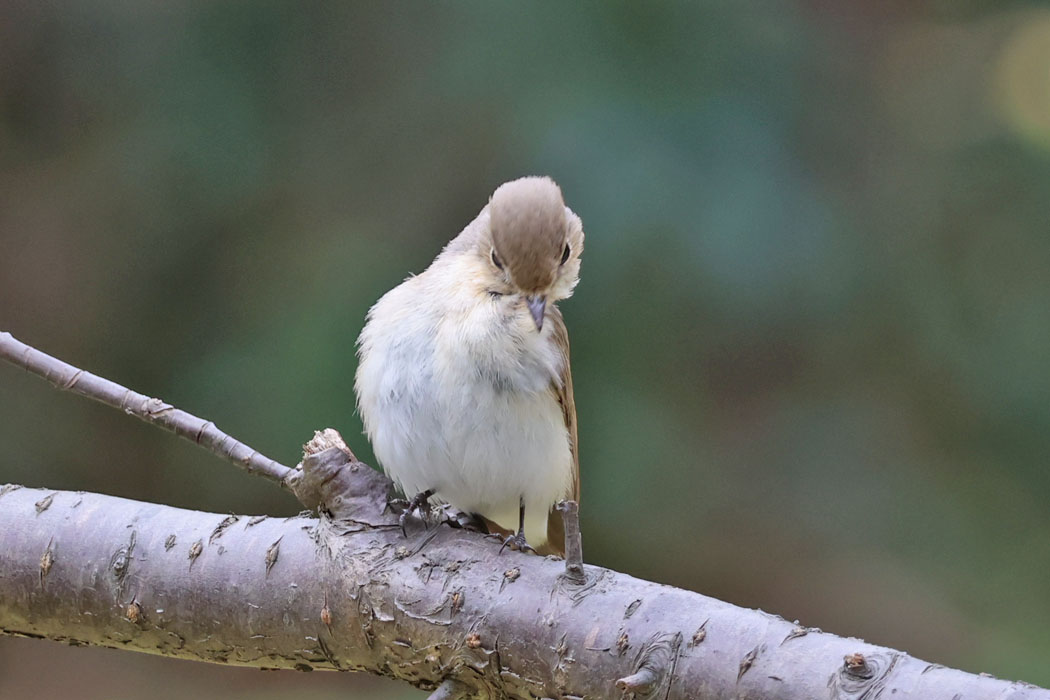 体をねじって身づくろい。