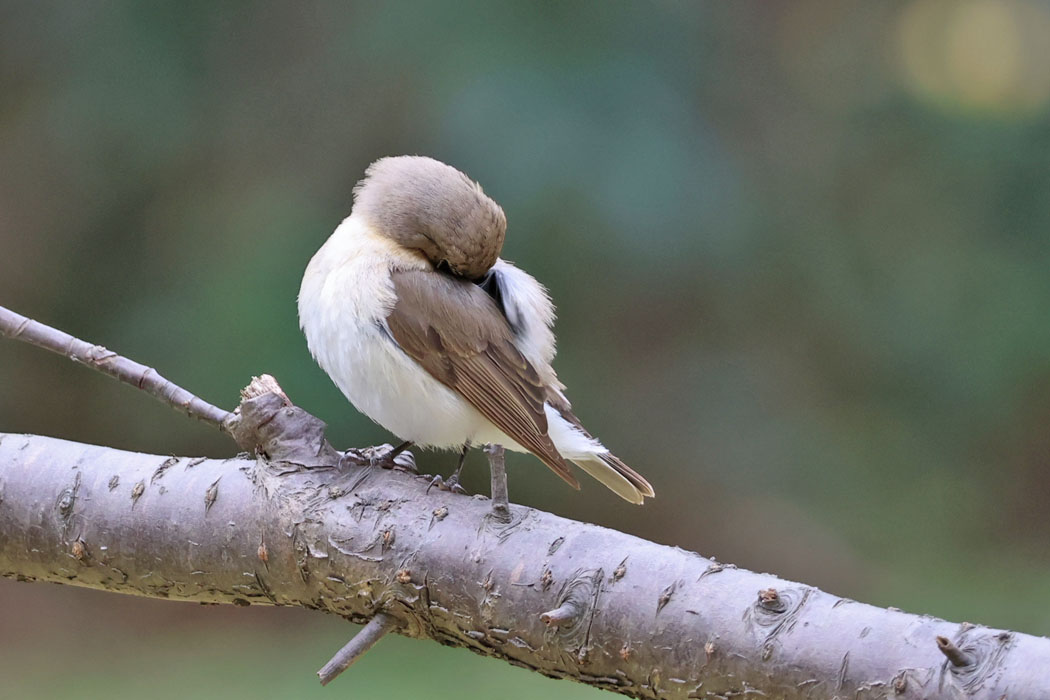 かゆいのかな？