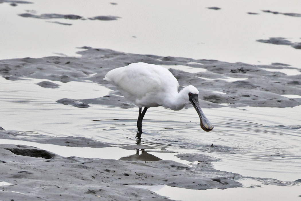 海の堤防の干潟にクロツラヘラサギ。