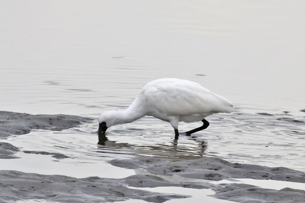 こんなに嘴を突っ込んで。