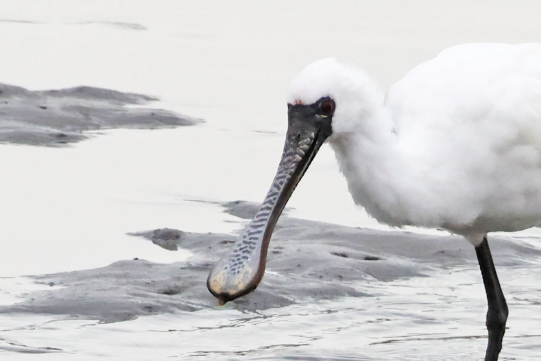 顔をアップ。こんな顔をしているんだ。