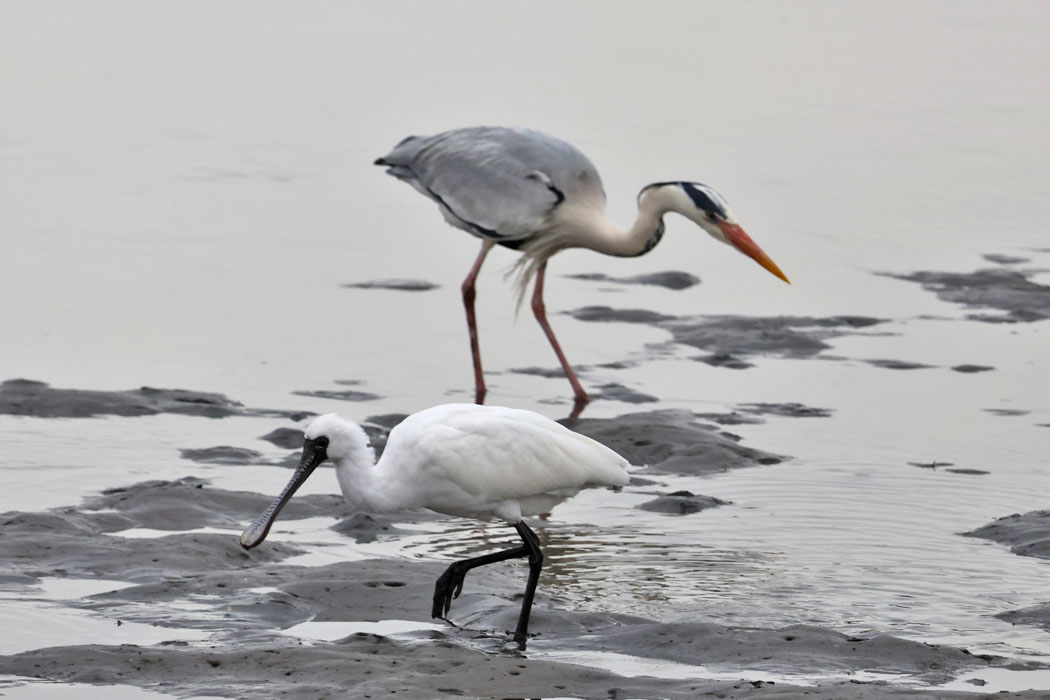 アオサギとすれ違い。