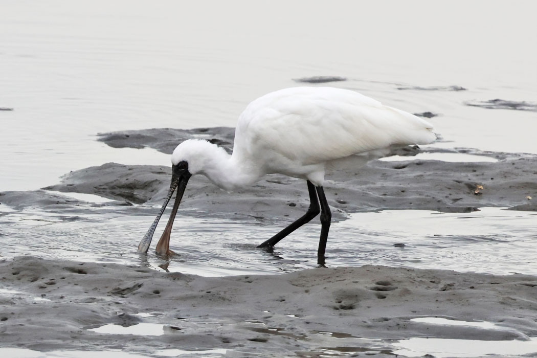 何かないかな？