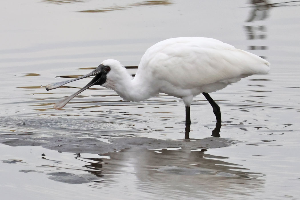 こんなに嘴が開くんだ。