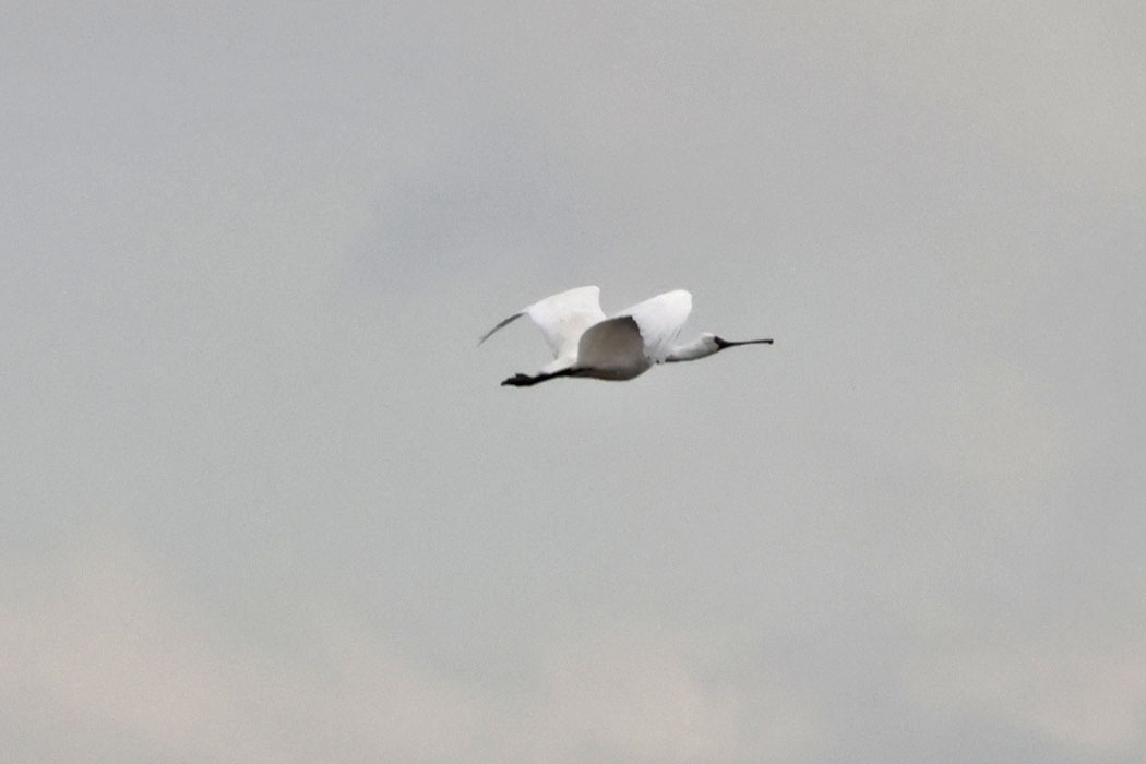 おっと飛び上がった。もうおなか一杯になったのかな？