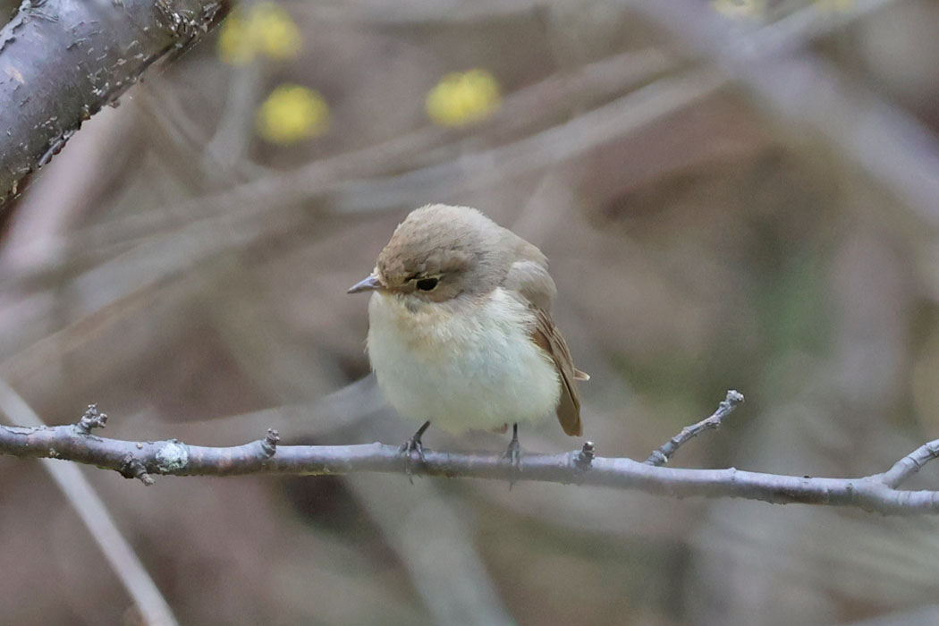 何か落ちていないかな？