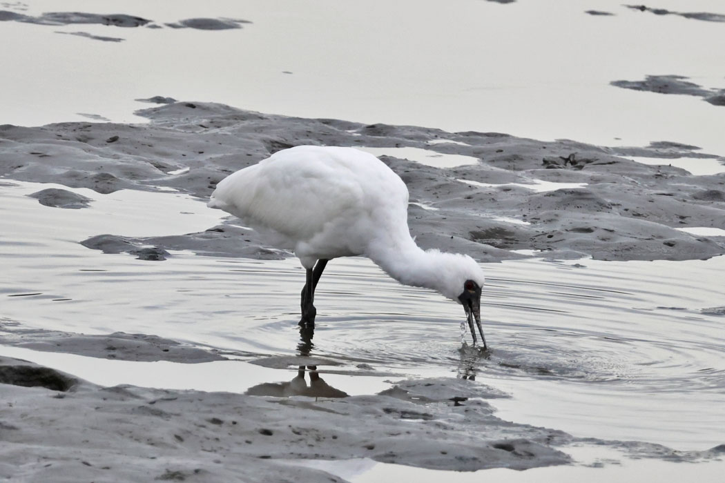 モノクロ写真ではないですよ。曇りで、海の色が灰色。